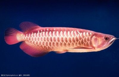 金龍魚(yú)壁紙：關(guān)于金龍魚(yú)壁紙的詳細(xì)信息及下載方式及下載方式