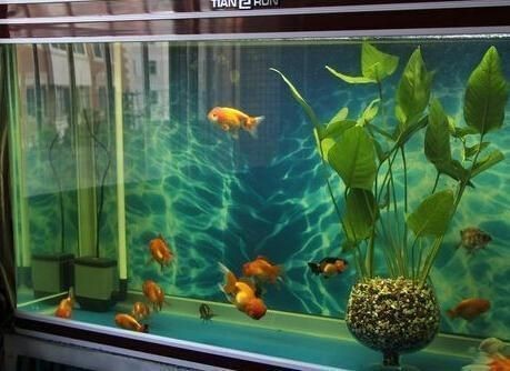 魚缸過度喂食后果及對策：過度喂食對水族箱生態系統的影響，魚缸生態平衡維護技巧 魚缸過度喂食后果及對策：過度喂食對水族箱生態系統的影響，魚缸生態平衡維護技巧 魚缸百科 第3張
