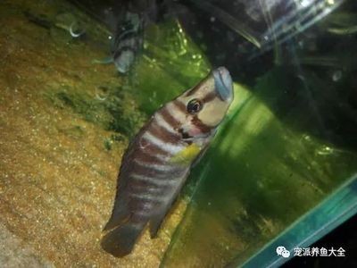 魚缸過度喂食后果及對策：過度喂食對水族箱生態系統的影響，魚缸生態平衡維護技巧 魚缸過度喂食后果及對策：過度喂食對水族箱生態系統的影響，魚缸生態平衡維護技巧 魚缸百科 第5張