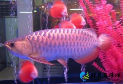 金龍魚養生會所，北京金龍魚養生會所