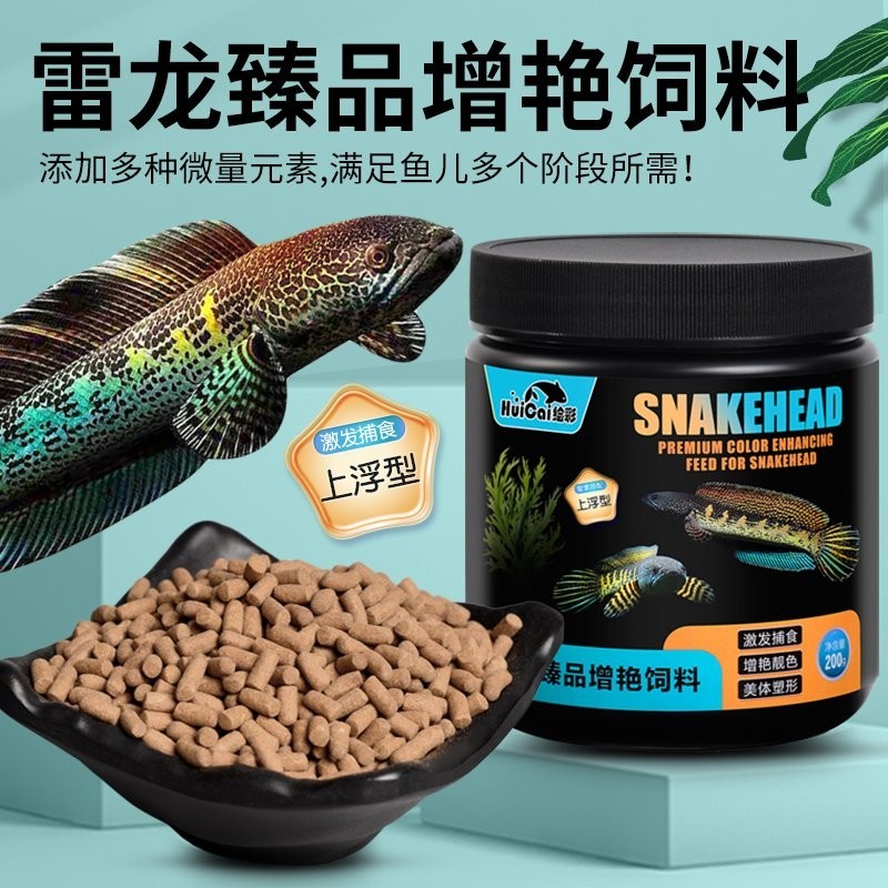 雷龍魚吃什么飼料發色好