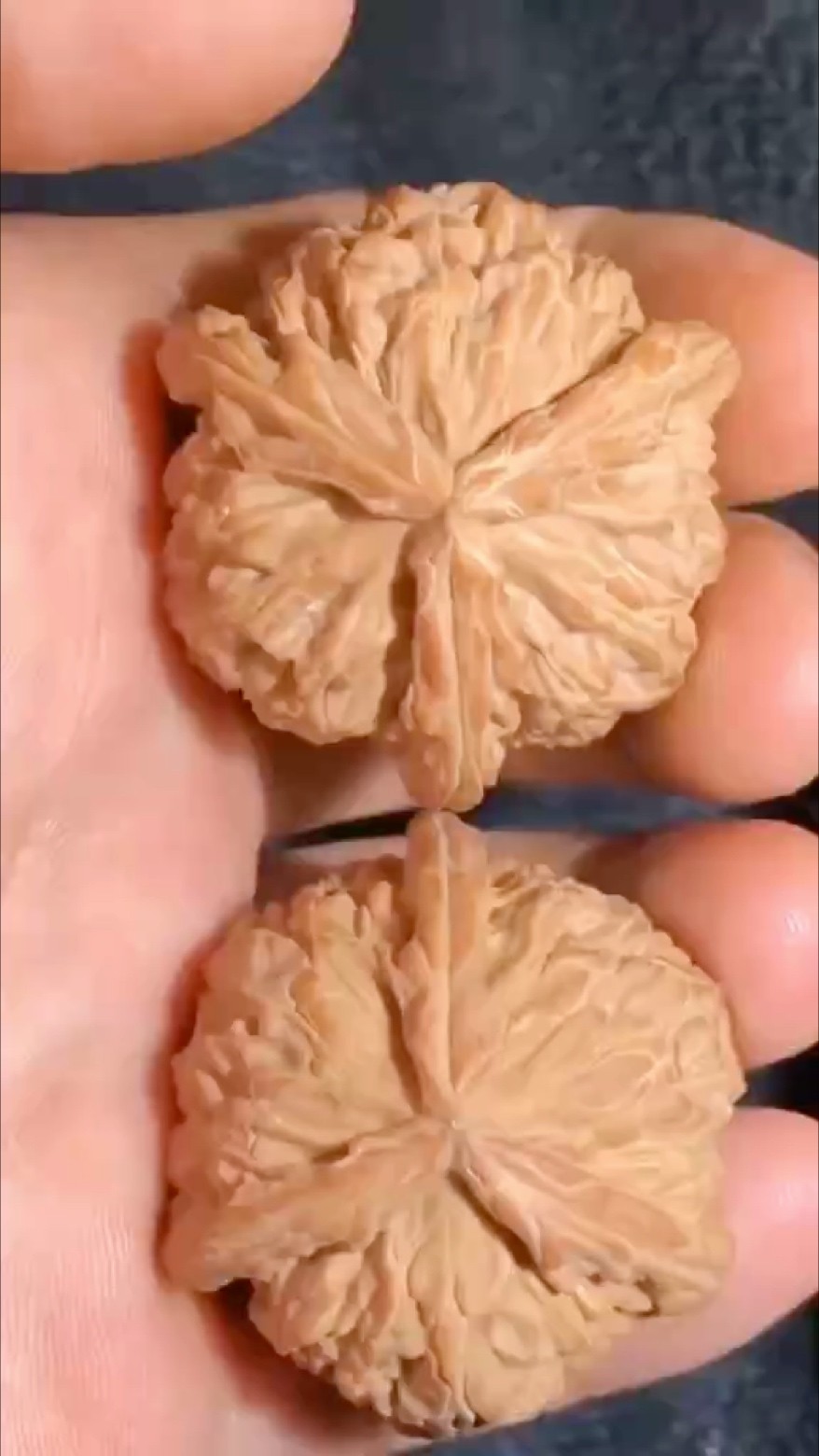 2025.第一對白奔