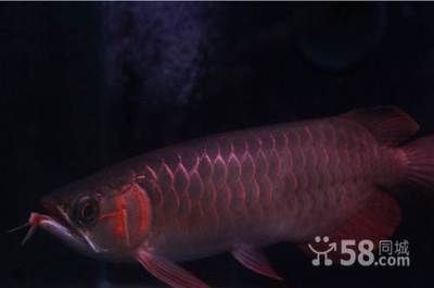 澧縣森森水族館：澧縣森森水族館在哪里