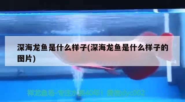 龍魚的樣子是什么樣子的：關于龍魚的一些詳細信息