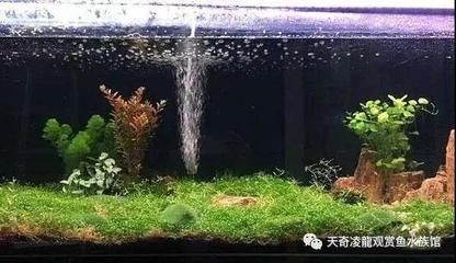 養(yǎng)龍魚需不需要養(yǎng)水草：養(yǎng)龍魚是否需要養(yǎng)水草？