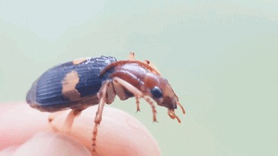 龍魚身上有小白點(diǎn)是什么蟲子：龍魚身上出現(xiàn)小白點(diǎn)可能是由多種原因引起的，其中一種可能是寄生蟲
