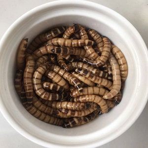 龍魚身上有小白點是什么蟲子：龍魚身上出現小白點可能是由多種原因引起的，其中一種可能是寄生蟲 龍魚身上有小白點是什么蟲子：龍魚身上出現小白點可能是由多種原因引起的，其中一種可能是寄生蟲 龍魚百科 第4張