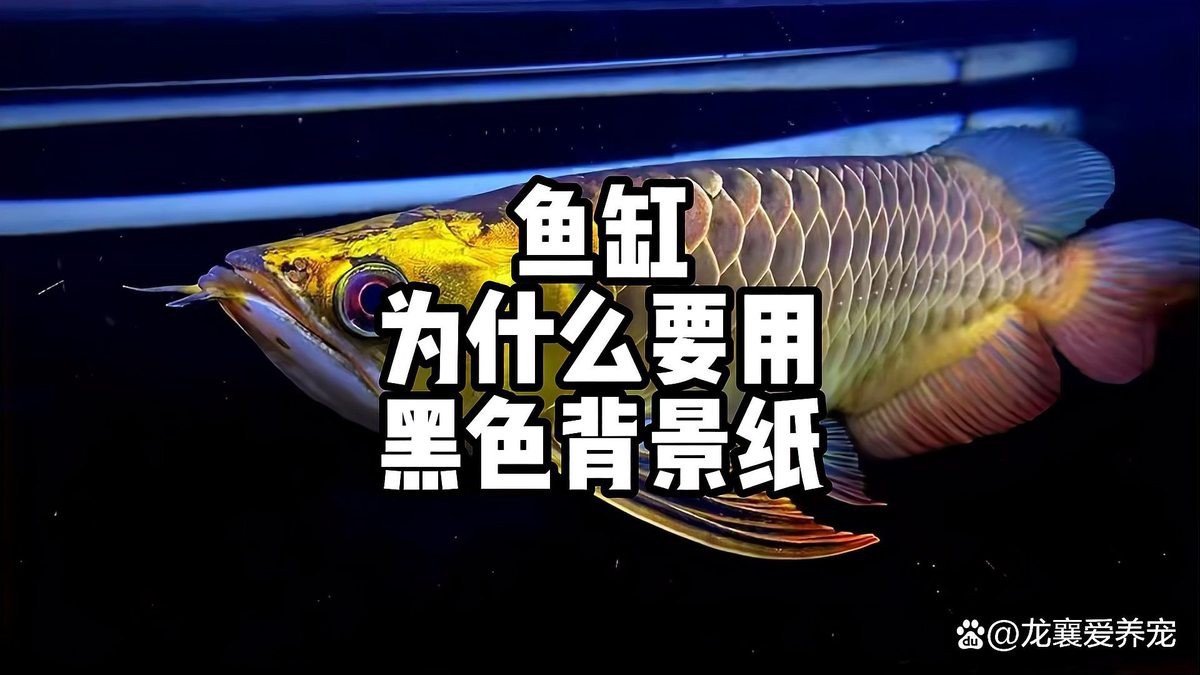 龍魚魚缸黑底還是藍(lán)底好