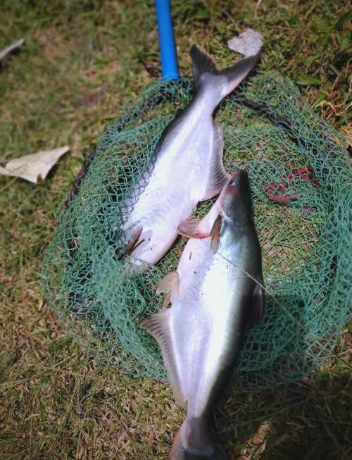 淡水鯊魚圖片