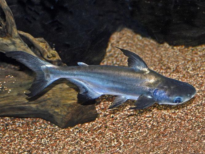 淡水鯊魚圖片