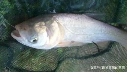 花鰱魚在魚缸養殖的具體指導：關于花鰱魚在魚缸養殖的具體指導 花鰱魚在魚缸養殖的具體指導：關于花鰱魚在魚缸養殖的具體指導 魚缸百科 第1張