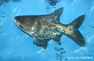 花鰱魚在魚缸養殖的具體指導：關于花鰱魚在魚缸養殖的具體指導 花鰱魚在魚缸養殖的具體指導：關于花鰱魚在魚缸養殖的具體指導 魚缸百科 第2張