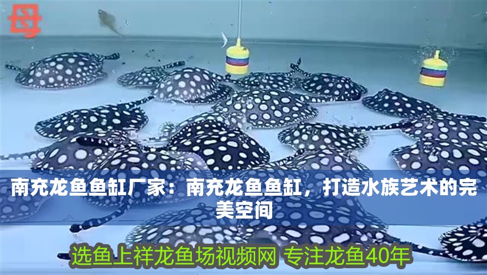 南充龍魚魚缸廠家：南充龍魚魚缸，打造水族藝術(shù)的完美空間