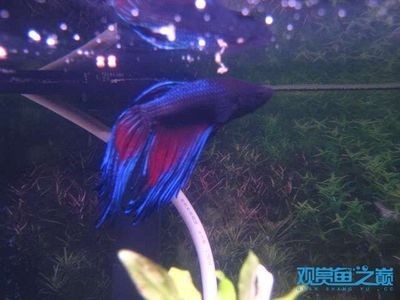 南充龍魚魚缸廠家：南充龍魚魚缸，打造水族藝術(shù)的完美空間