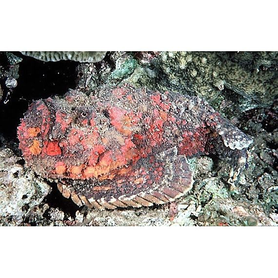 十大最毒海魚圖片 十大最毒海魚圖片 龍魚論壇 第1張