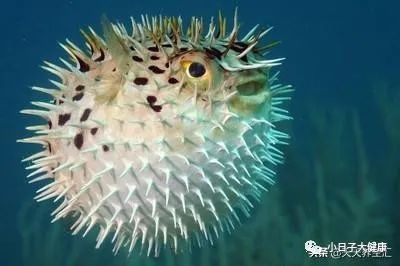 十大最毒海魚圖片 十大最毒海魚圖片 龍魚論壇 第6張