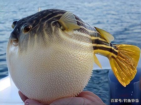 十大最毒海魚圖片 十大最毒海魚圖片 龍魚論壇 第3張