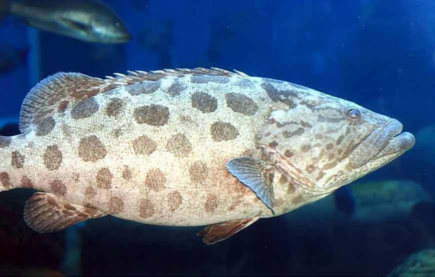 十大最毒海魚圖片 十大最毒海魚圖片 龍魚論壇 第7張