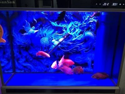 江彩魚缸和森森魚缸區別大嗎：江彩魚缸和森森魚缸哪個好