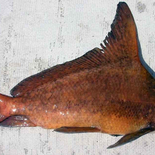 紅魚是什么魚