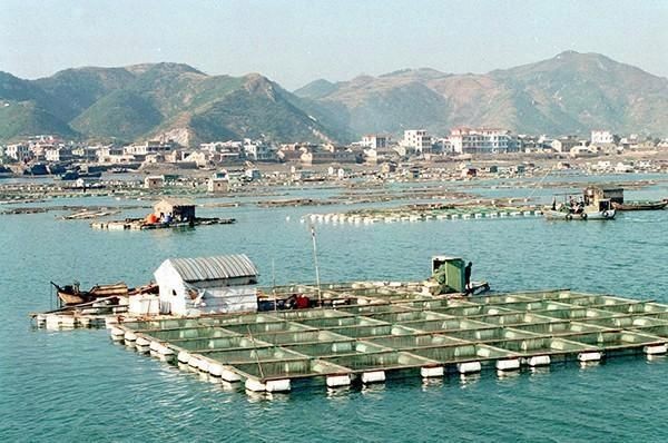 紅魚是什么魚