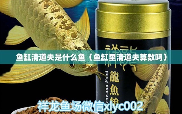 黑山縣天意水族店（黑山縣天意水族店電話）