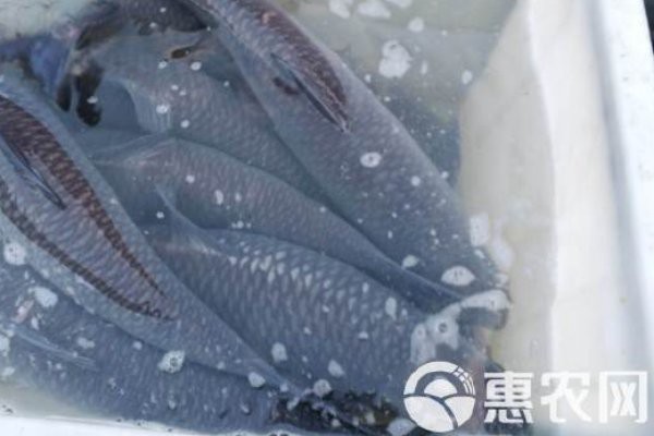最近的魚苗批發(fā)市場 最近的魚苗批發(fā)市場 龍魚論壇 第4張