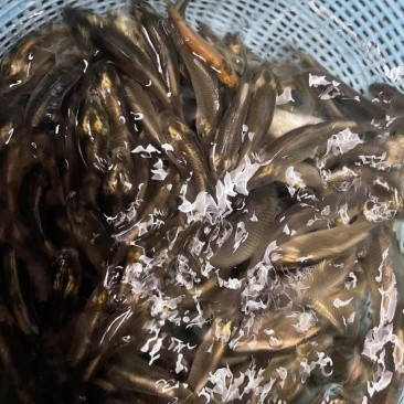 最近的魚苗批發(fā)市場 最近的魚苗批發(fā)市場 龍魚論壇 第6張