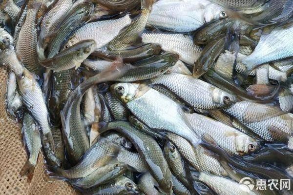 最近的魚苗批發(fā)市場 最近的魚苗批發(fā)市場 龍魚論壇 第5張
