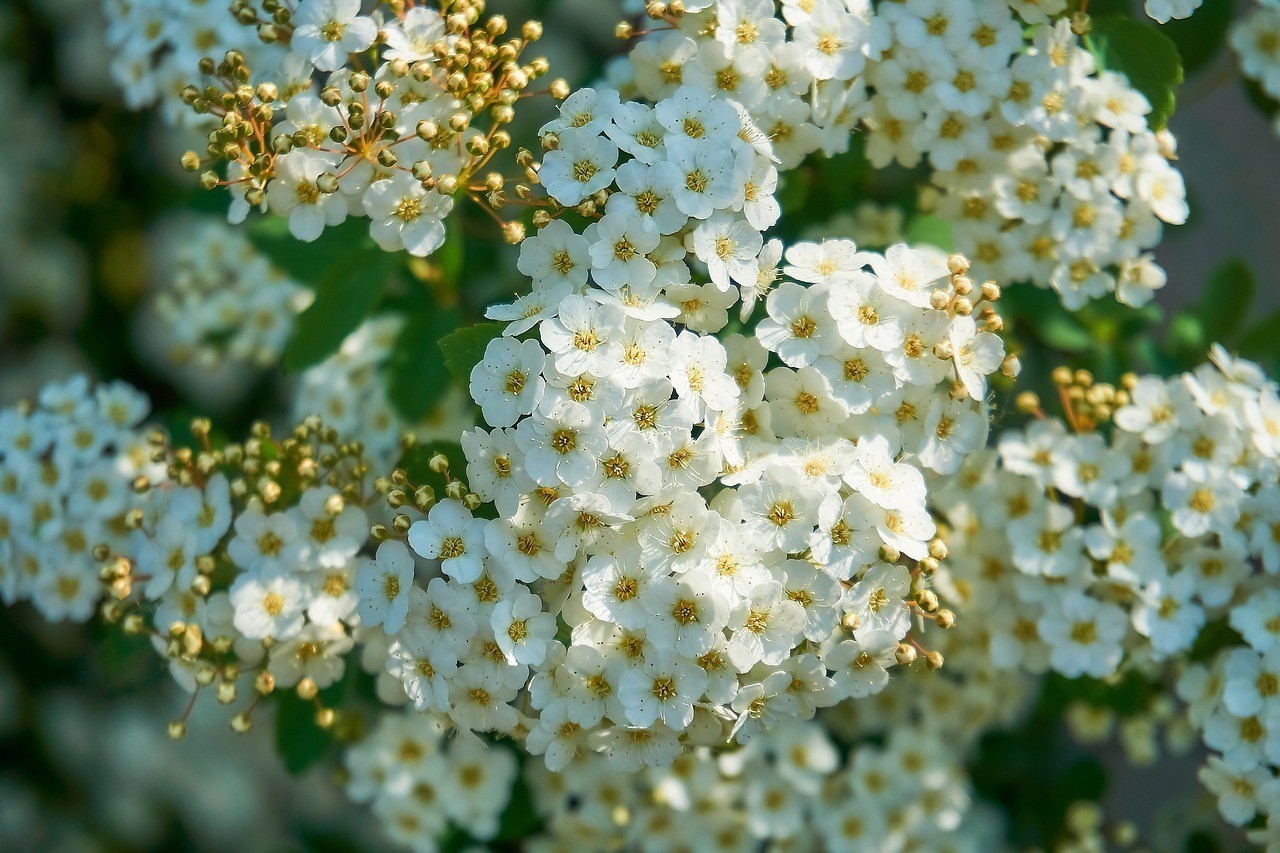 和靜縣花吉頌鮮花店