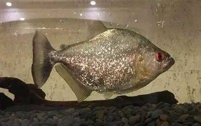 白缸養龍魚：白城龍魚魚缸，打造家居水族藝術的完美選擇