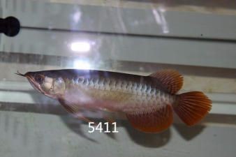 東莞哪里有二手魚缸？：東莞二手魚缸轉讓， 東莞哪里有二手魚缸？：東莞二手魚缸轉讓， 魚缸百科