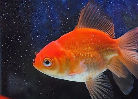 觀賞魚有人回收嗎