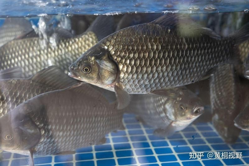 觀賞魚有人回收嗎