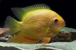 紅菠蘿魚