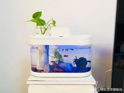 畫法幾何魚缸水泵不工作：畫法幾何魚缸水泵不工作可能由多種原因引起