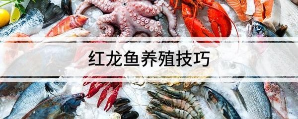 紅龍魚(yú)養(yǎng)殖溫度是多少（紅龍魚(yú)水溫多少度最好,多少度發(fā)色好）