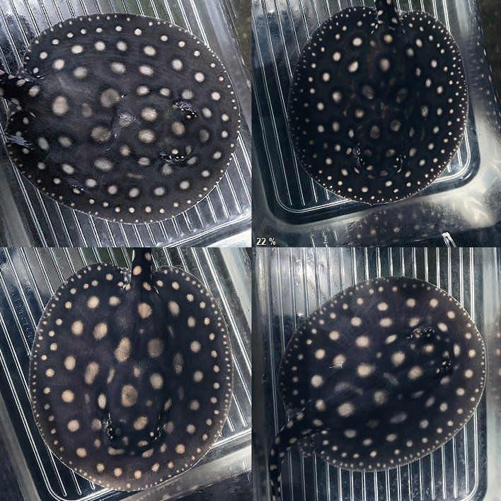 魟魚價格及圖片價格