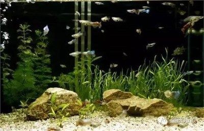 魚缸造景的藝術哲學：如何讓魚缸成為一個美麗動人的微型生態系統