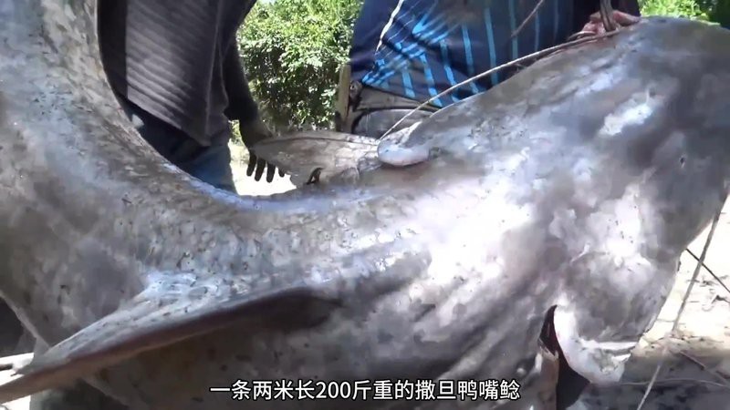 撒旦鴨嘴魚和汗鯊哪個(gè)兇猛