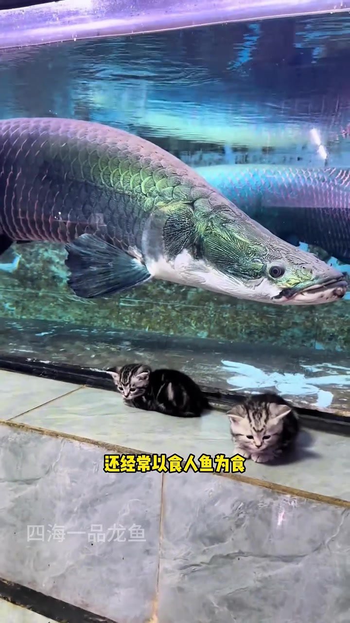 撒旦鴨嘴魚和汗鯊哪個(gè)兇猛