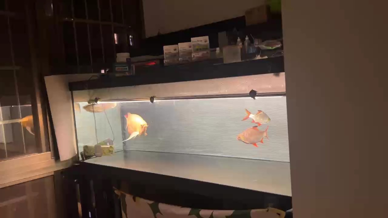 遲到的立秋