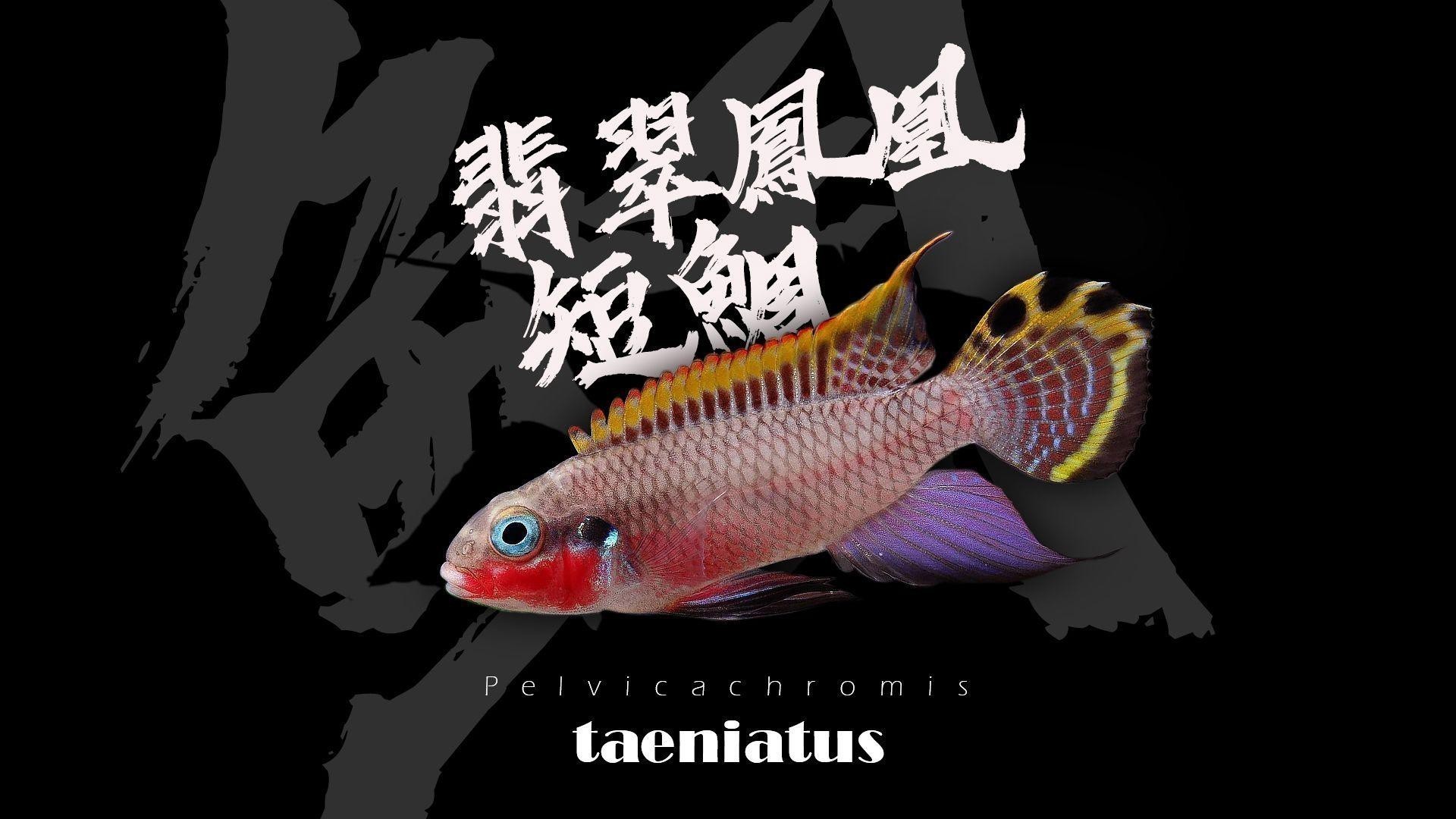 翡翠鳳凰能和小魚混養嗎