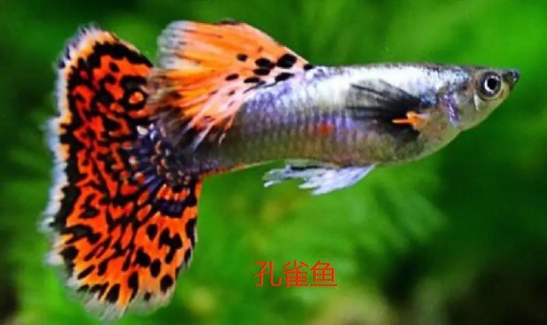 翡翠鳳凰能和小魚混養嗎