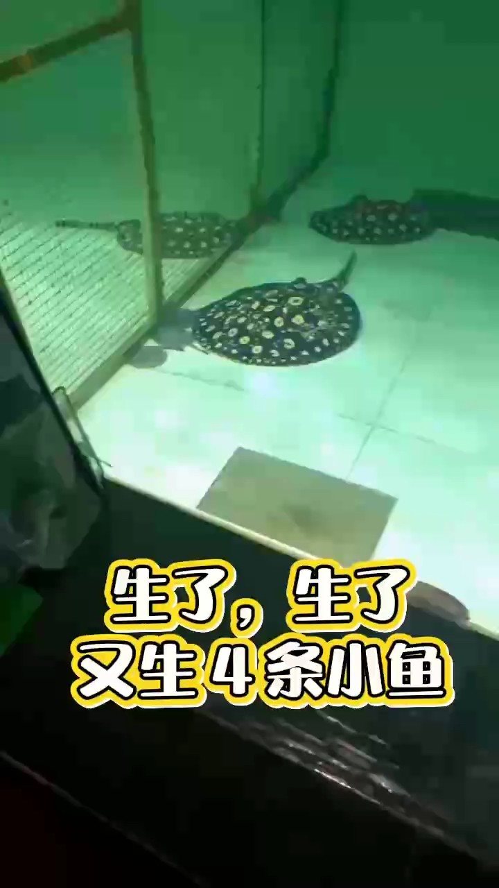 又可以撈小魚(yú)了????????????