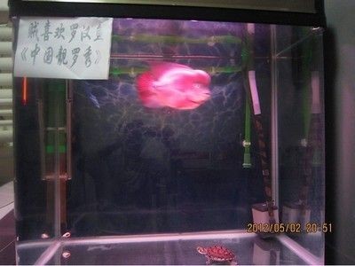 羅漢魚的飼養需要考慮魚缸的大小對于羅漢魚的健康和生長至關重要：關于羅漢魚的飼養
