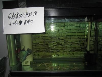 羅漢魚的飼養需要考慮魚缸的大小對于羅漢魚的健康和生長至關重要：關于羅漢魚的飼養