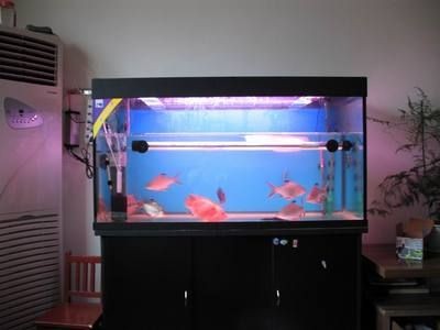 智能魚缸系統故障排查方法：智能魚缸常見故障及其排查方法
