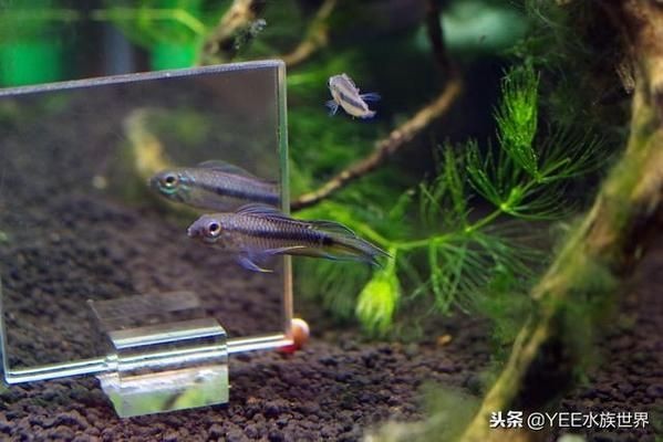 魚缸除菌需要加什么藥：魚缸消毒后如何恢復(fù)硝化細(xì)菌