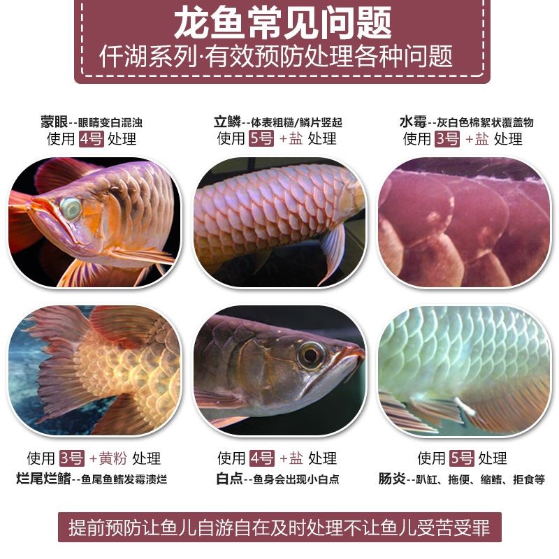 龍魚魚鱗變白了怎么辦：龍魚魚鱗變白了怎么辦，龍魚魚鱗變白了怎么處理
